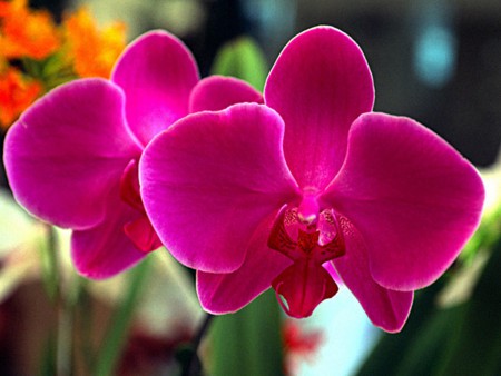 Orquídeas se distinguen por la complejidad de sus flores e interacciones con agentes polinizadores y con los hongos con los que forman masizorras