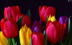  Tulipanes son aproximadamente 150 especies e innumerables cantidades de híbridos y cultivares conseguidos a traves del mundo.