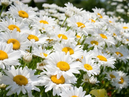 Margarita, se utiliza para efectos decorativos por lo regular sus petalos son blancos y el centro amarillo.