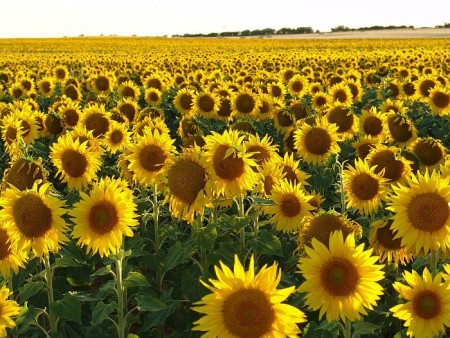 Girasol; cultivada como alimenticia, oleaginosa y ornamental en todo el mundo. Llegan a medir hasta 3mts.
