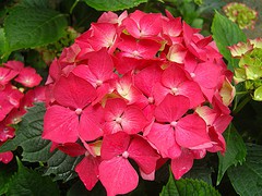 Hortensias; producen flores desde inicio de primavera hasta finales del otoño; estas se encuentran agrupadas en ramos, en el extremo de los tallos.