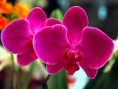 /album/fotogaleria/a08orquidea-jpg/