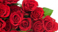 /album/fotogaleria/rosas-png/