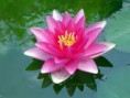 /album/fotogaleria/flor-de-loto-jpg/